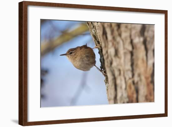 Wren Single Adult Bird with Ring on Leg-null-Framed Photographic Print