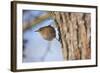 Wren Single Adult Bird with Ring on Leg-null-Framed Photographic Print