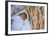 Wren Single Adult Bird with Ring on Leg-null-Framed Photographic Print