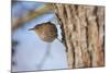 Wren Single Adult Bird with Ring on Leg-null-Mounted Photographic Print