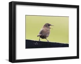 Wren, Troglodytes troglodytes borealis, Faeroese, fence-olbor-Framed Photographic Print