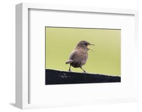 Wren, Troglodytes troglodytes borealis, Faeroese, fence-olbor-Framed Photographic Print