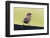 Wren, Troglodytes troglodytes borealis, Faeroese, fence-olbor-Framed Photographic Print