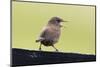 Wren, Troglodytes troglodytes borealis, Faeroese, fence-olbor-Mounted Photographic Print