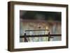 Wren (Troglodytes Troglodytes) Perched and Singing on Old Farm Machinery, Norfolk, England, July-Gary K. Smith-Framed Photographic Print