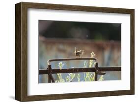 Wren (Troglodytes Troglodytes) Perched and Singing on Old Farm Machinery, Norfolk, England, July-Gary K. Smith-Framed Photographic Print