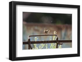 Wren (Troglodytes Troglodytes) Perched and Singing on Old Farm Machinery, Norfolk, England, July-Gary K. Smith-Framed Photographic Print