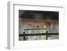 Wren (Troglodytes Troglodytes) Perched and Singing on Old Farm Machinery, Norfolk, England, July-Gary K. Smith-Framed Photographic Print