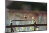 Wren (Troglodytes Troglodytes) Perched and Singing on Old Farm Machinery, Norfolk, England, July-Gary K. Smith-Mounted Photographic Print