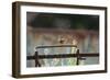 Wren (Troglodytes Troglodytes) Perched and Singing on Old Farm Machinery, Norfolk, England, July-Gary K. Smith-Framed Photographic Print