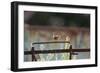 Wren (Troglodytes Troglodytes) Perched and Singing on Old Farm Machinery, Norfolk, England, July-Gary K. Smith-Framed Photographic Print