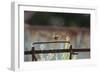 Wren (Troglodytes Troglodytes) Perched and Singing on Old Farm Machinery, Norfolk, England, July-Gary K. Smith-Framed Photographic Print