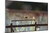 Wren (Troglodytes Troglodytes) Perched and Singing on Old Farm Machinery, Norfolk, England, July-Gary K. Smith-Mounted Photographic Print