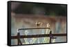 Wren (Troglodytes Troglodytes) Perched and Singing on Old Farm Machinery, Norfolk, England, July-Gary K. Smith-Framed Stretched Canvas