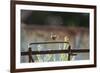 Wren (Troglodytes Troglodytes) Perched and Singing on Old Farm Machinery, Norfolk, England, July-Gary K. Smith-Framed Photographic Print