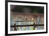 Wren (Troglodytes Troglodytes) Perched and Singing on Old Farm Machinery, Norfolk, England, July-Gary K. Smith-Framed Photographic Print