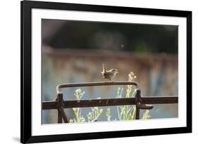 Wren (Troglodytes Troglodytes) Perched and Singing on Old Farm Machinery, Norfolk, England, July-Gary K. Smith-Framed Photographic Print