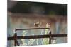 Wren (Troglodytes Troglodytes) Perched and Singing on Old Farm Machinery, Norfolk, England, July-Gary K. Smith-Mounted Photographic Print