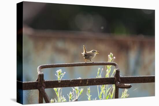 Wren (Troglodytes Troglodytes) Perched and Singing on Old Farm Machinery, Norfolk, England, July-Gary K. Smith-Stretched Canvas