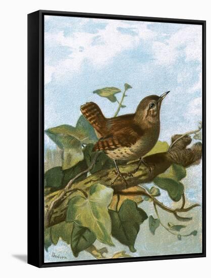 Wren-English-Framed Stretched Canvas