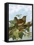 Wren-English-Framed Stretched Canvas