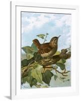 Wren-English-Framed Giclee Print