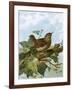 Wren-English-Framed Giclee Print