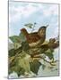 Wren-English-Mounted Giclee Print