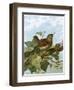 Wren-English-Framed Giclee Print