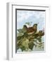 Wren-English-Framed Giclee Print