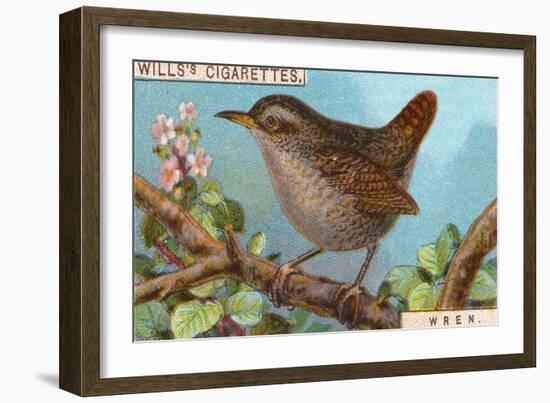 Wren-null-Framed Giclee Print