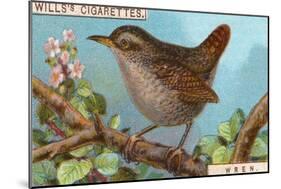 Wren-null-Mounted Giclee Print