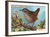 Wren-null-Framed Giclee Print