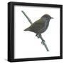 Wrenthrush (Zeledonia Coronata), Birds-Encyclopaedia Britannica-Framed Poster