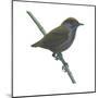 Wrenthrush (Zeledonia Coronata), Birds-Encyclopaedia Britannica-Mounted Poster
