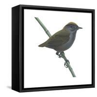 Wrenthrush (Zeledonia Coronata), Birds-Encyclopaedia Britannica-Framed Stretched Canvas