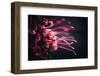 Wriggling-Philippe Sainte-Laudy-Framed Photographic Print