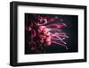 Wriggling-Philippe Sainte-Laudy-Framed Photographic Print