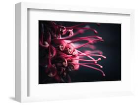 Wriggling-Philippe Sainte-Laudy-Framed Photographic Print