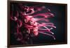 Wriggling-Philippe Sainte-Laudy-Framed Photographic Print