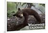 Wrightwood, California - Black Bear in Tree-Lantern Press-Framed Art Print