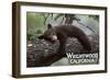 Wrightwood, California - Black Bear in Tree-Lantern Press-Framed Art Print