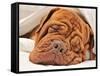 Wrinkled Dog Dogue De Bordeaux Dreaming In Bed With White Blanket-vitalytitov-Framed Stretched Canvas