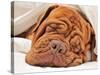 Wrinkled Dog Dogue De Bordeaux Dreaming In Bed With White Blanket-vitalytitov-Stretched Canvas