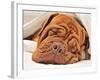 Wrinkled Dog Dogue De Bordeaux Dreaming In Bed With White Blanket-vitalytitov-Framed Photographic Print