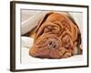 Wrinkled Dog Dogue De Bordeaux Dreaming In Bed With White Blanket-vitalytitov-Framed Photographic Print