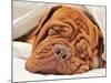 Wrinkled Dog Dogue De Bordeaux Dreaming In Bed With White Blanket-vitalytitov-Mounted Photographic Print