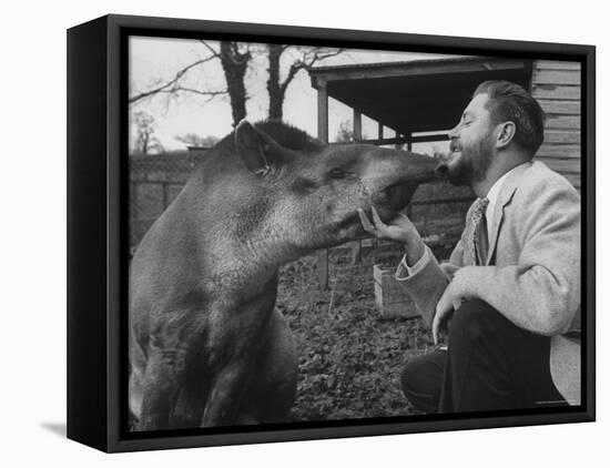 Writer/Naturalist Gerald Durrell Petting South American Tapir in His Private Zoo on Isle of Jersey-Loomis Dean-Framed Stretched Canvas