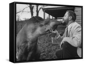 Writer/Naturalist Gerald Durrell Petting South American Tapir in His Private Zoo on Isle of Jersey-Loomis Dean-Framed Stretched Canvas