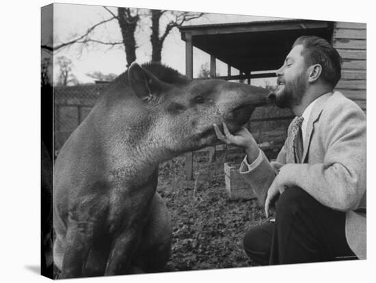 Writer/Naturalist Gerald Durrell Petting South American Tapir in His Private Zoo on Isle of Jersey-Loomis Dean-Stretched Canvas